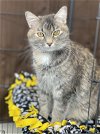 adoptable Cat in princeton, MN named Nila