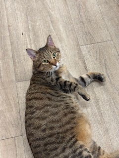 adoptable Cat in Princeton, MN named Alexander