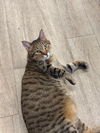 adoptable Cat in Princeton, MN named Alexander