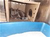 adoptable Cat in  named Feta
