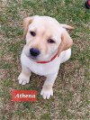 adoptable Dog in  named Athena