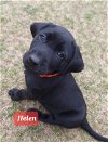 adoptable Dog in  named Helen