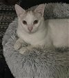adoptable Cat in princeton, MN named Cheech