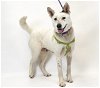 adoptable Dog in  named LouLou
