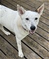 adoptable Dog in , MN named LouLou
