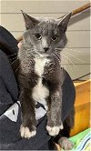 adoptable Cat in buffalo, MN named Arrietty