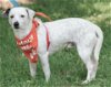 adoptable Dog in princeton, MN named Rhett Butler