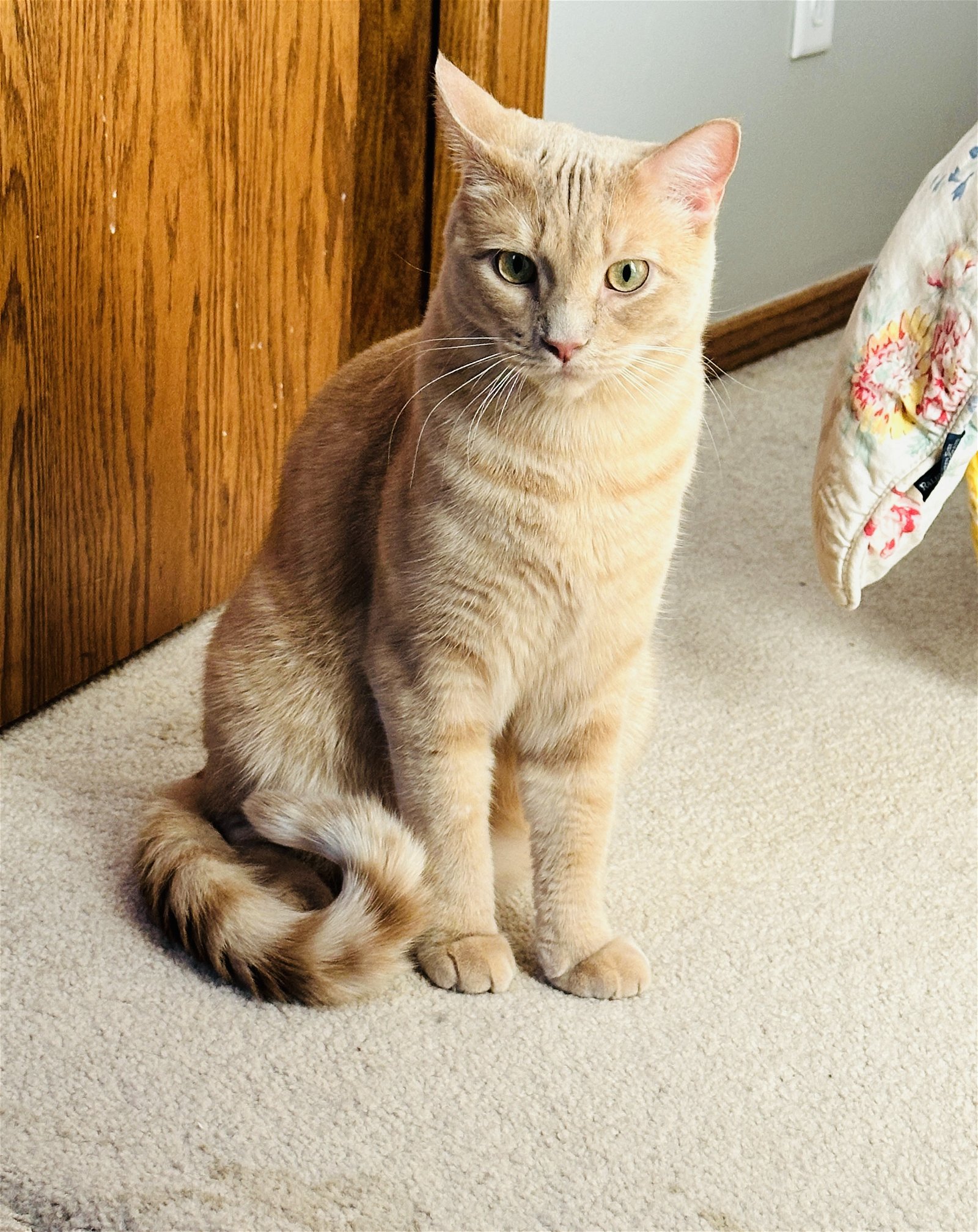 adoptable Cat in Princeton, MN named Casey