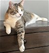 adoptable Cat in princeton, MN named Sammi