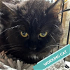 adoptable Cat in princeton, MN named Petey