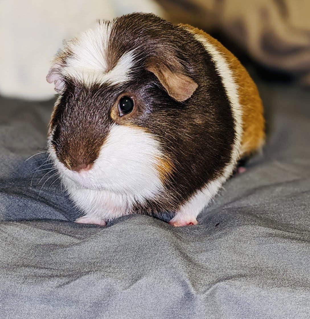 adoptable Guinea Pig in Circle Pines, MN named Boba