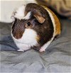adoptable Guinea Pig in  named Boba