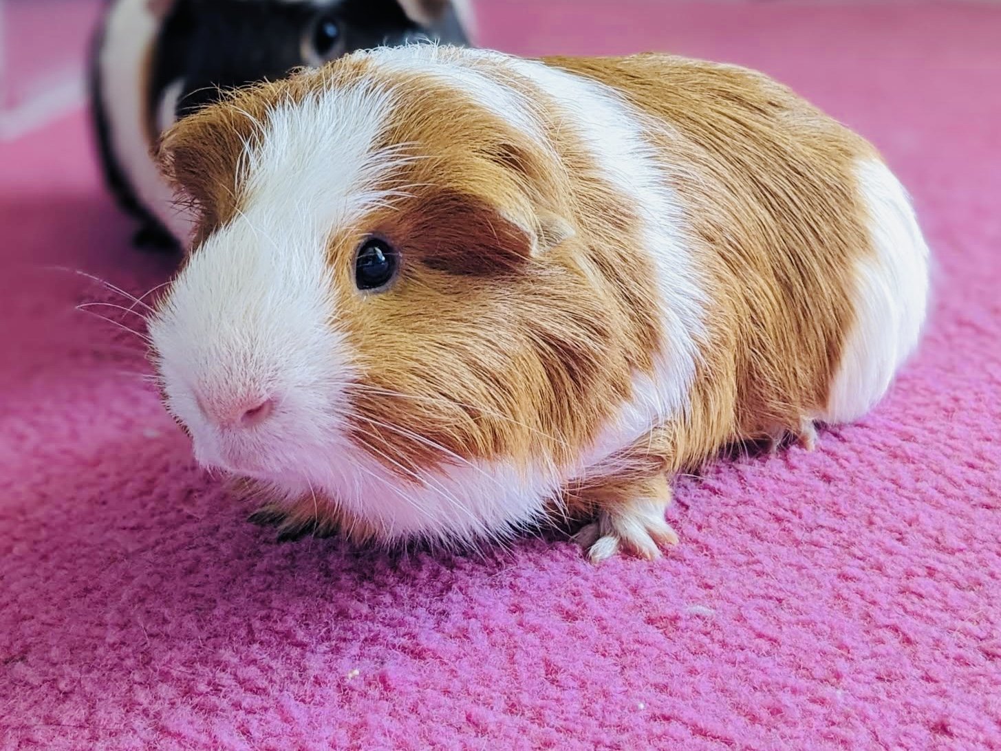 adoptable Guinea Pig in Circle Pines, MN named Cashew