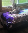 Duchess - Photo 3