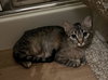 Duchess - Photo 6