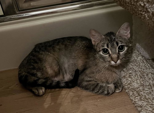 Photo 6 of Duchess