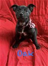 adoptable Dog in  named Oak