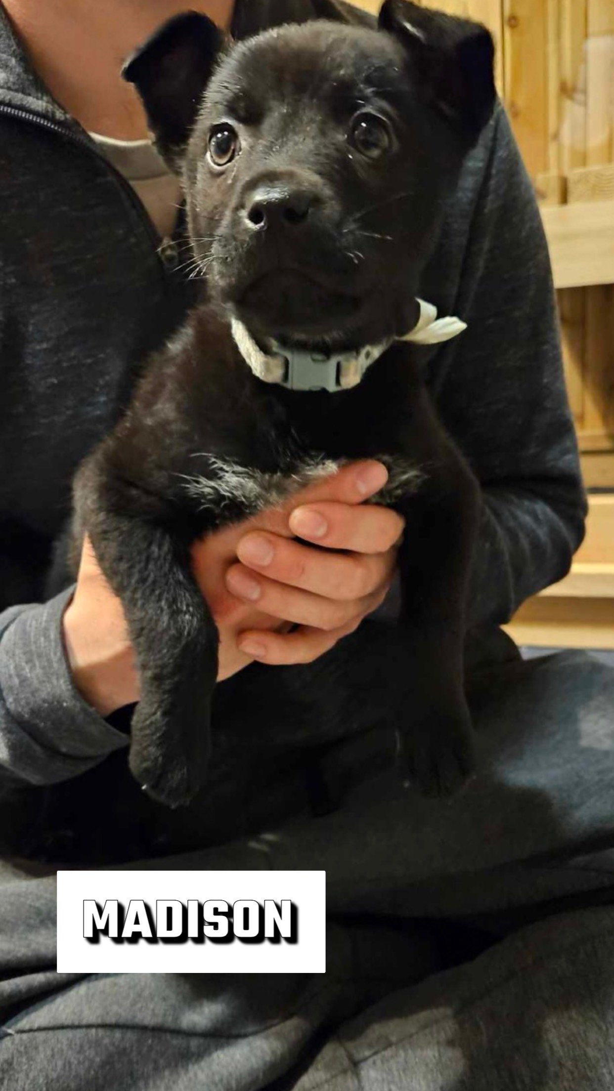 adoptable Dog in Howard Lake, MN named Madisson