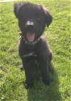 adoptable Dog in princeton, MN named Nashville