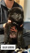 adoptable Dog in ward, AR named San Diego