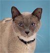 adoptable Cat in princeton, MN named Holic