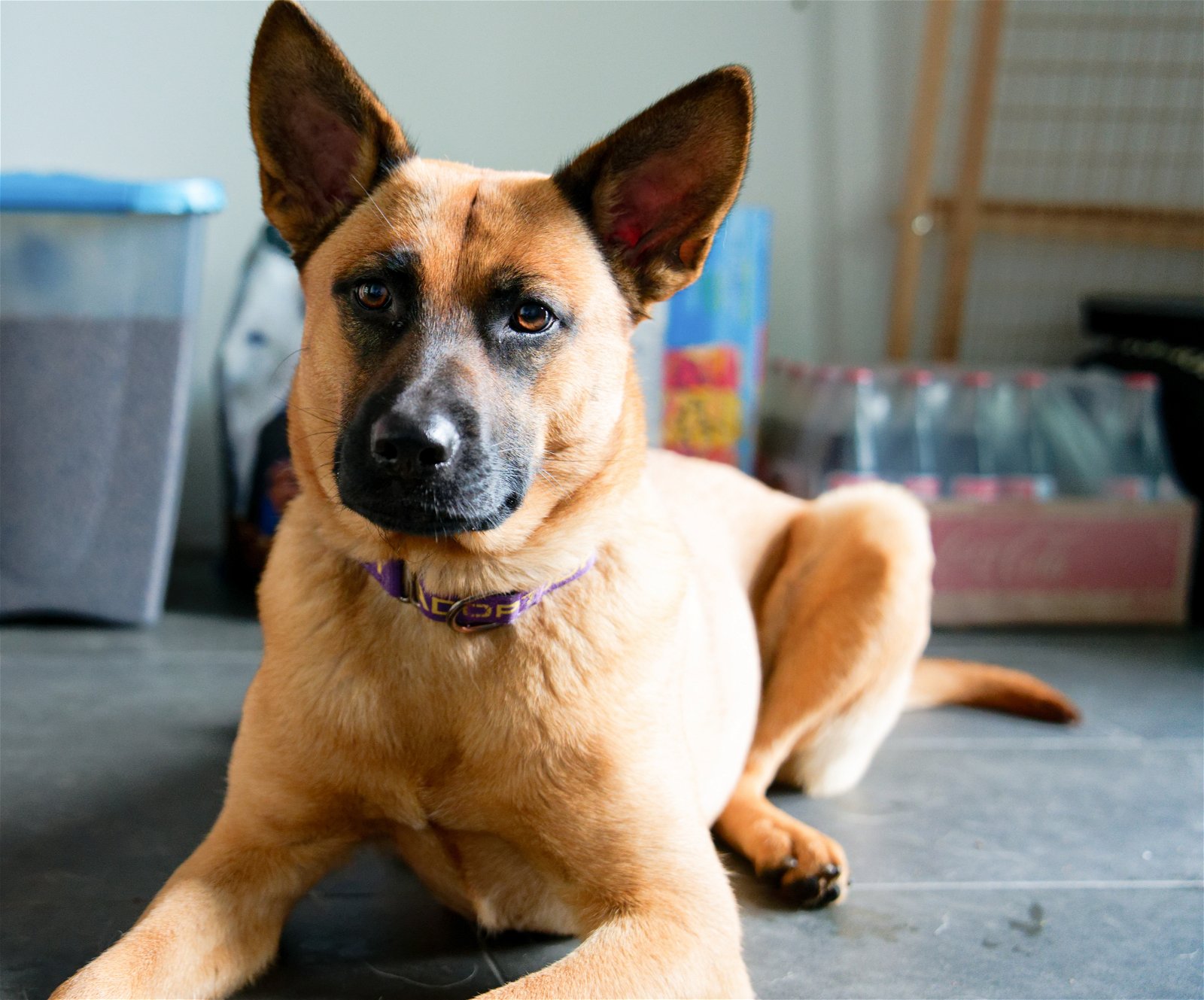 adoptable Dog in Princeton, MN named Courage