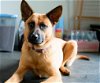 adoptable Dog in princeton, MN named Courage