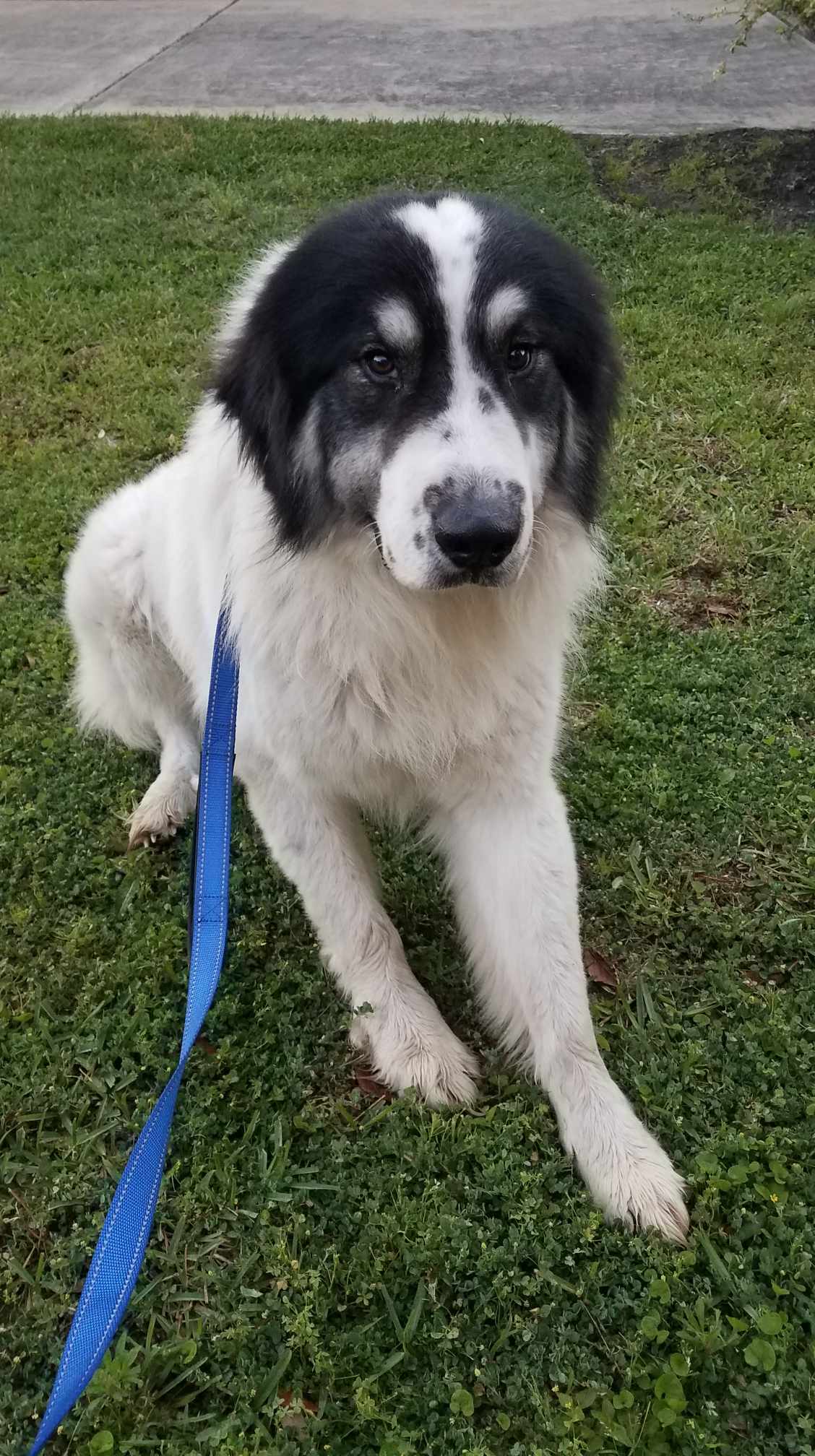 Dog For Adoption - Clifford *arriving 4 20*, A Great Pyrenees In Mille 