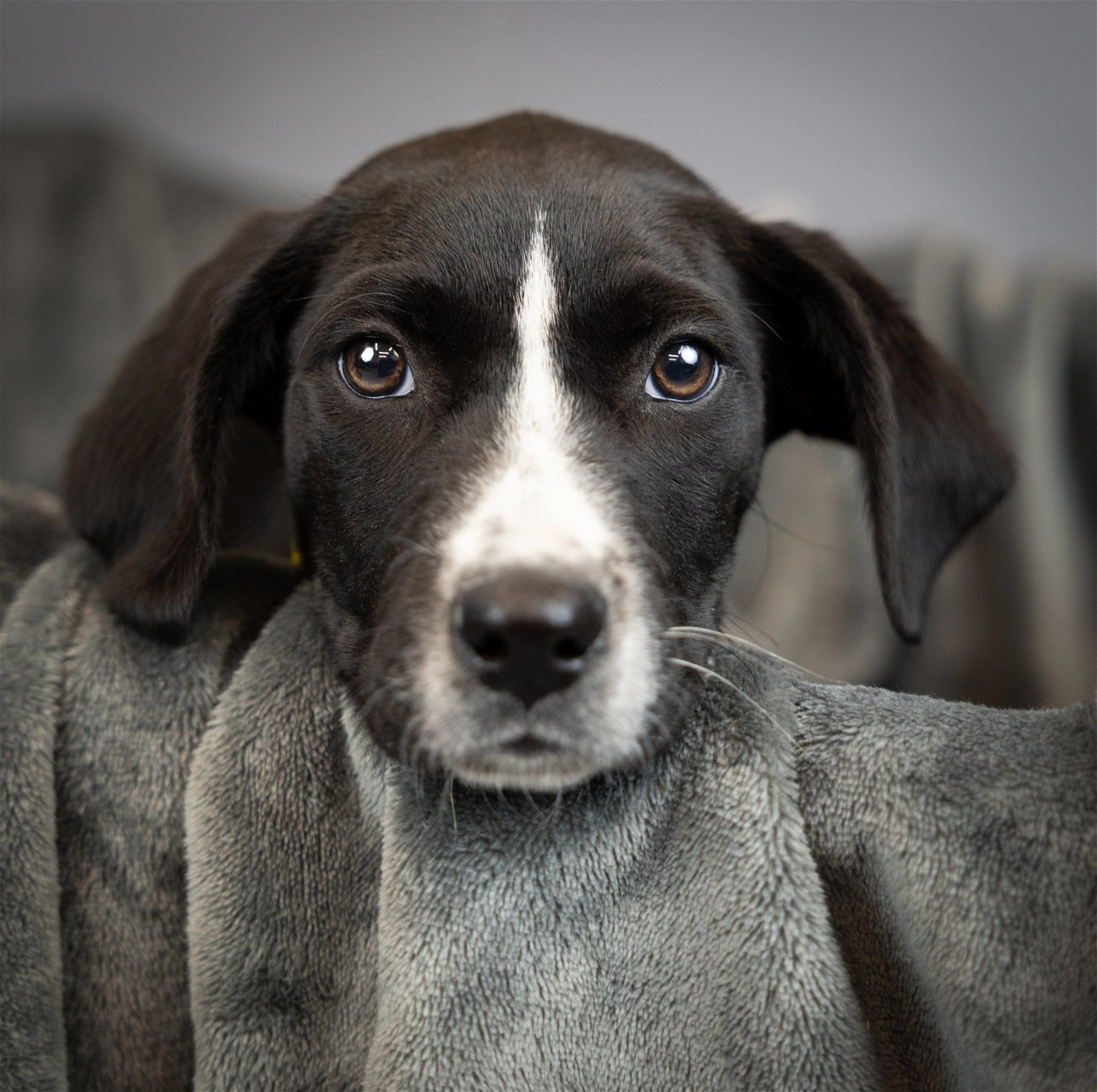 adoptable Dog in Princeton, MN named Jessie
