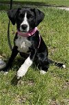 adoptable Dog in princeton, MN named Jessie