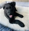 adoptable Dog in forest lake, MN named Rockiie