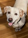 adoptable Dog in princeton, MN named Tripp