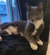 adoptable Cat in princeton, MN named Stormy Thursday
