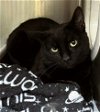 adoptable Cat in princeton, MN named Saber