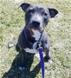 adoptable Dog in princeton, MN named Rosie