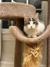 adoptable Cat in princeton, IN named BooBoo