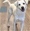adoptable Dog in princeton, MN named Harper