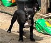 adoptable Dog in princeton, MN named Bucket