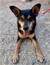 adoptable Dog in princeton, MN named Valentino