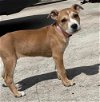 adoptable Dog in  named Zara *Arriving 5/4?*