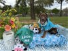 adoptable Dog in princeton, MN named Briggs