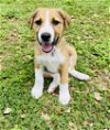 adoptable Dog in princeton, MN named Hera