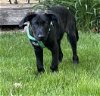 adoptable Dog in princeton, MN named Heracles
