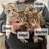 adoptable Cat in princeton, MN named Hilton