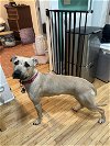 adoptable Dog in  named Jynx