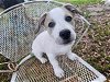 adoptable Dog in princeton, MN named Callum
