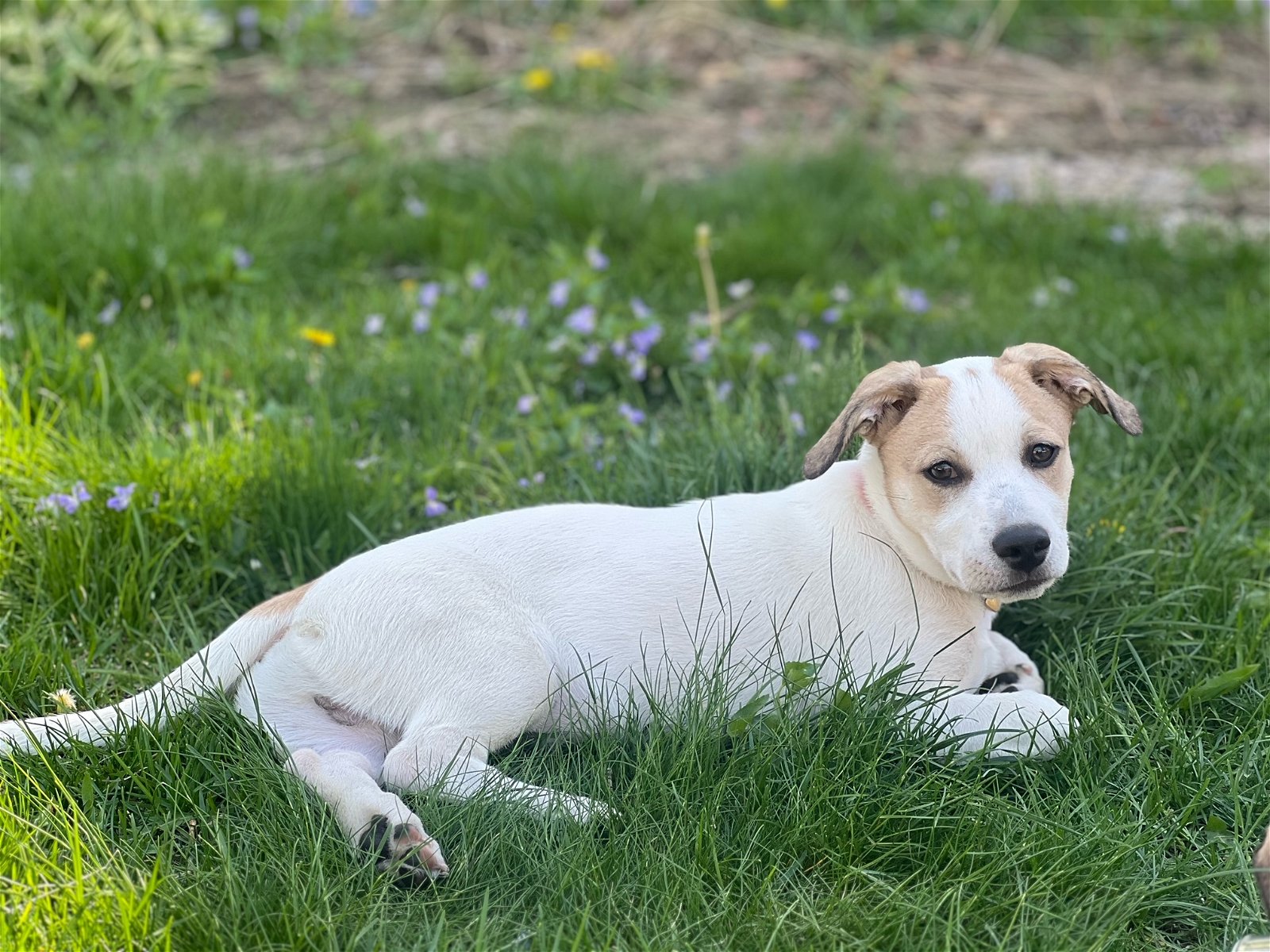 adoptable Dog in Princeton, MN named Callum