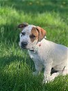 adoptable Dog in princeton, MN named Seamus