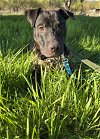adoptable Dog in princeton, MN named Levi