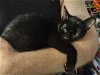 adoptable Cat in princeton, MN named Trina
